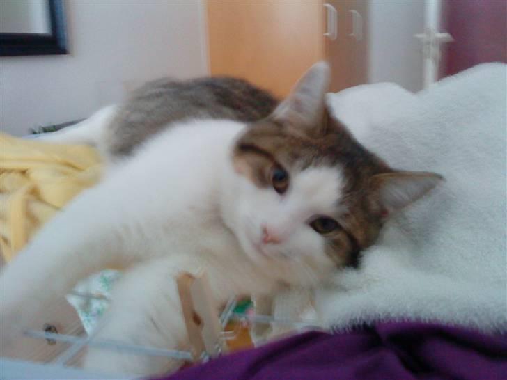 Blanding af racer Bellis billede 4