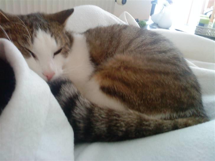 Blanding af racer Bellis billede 5