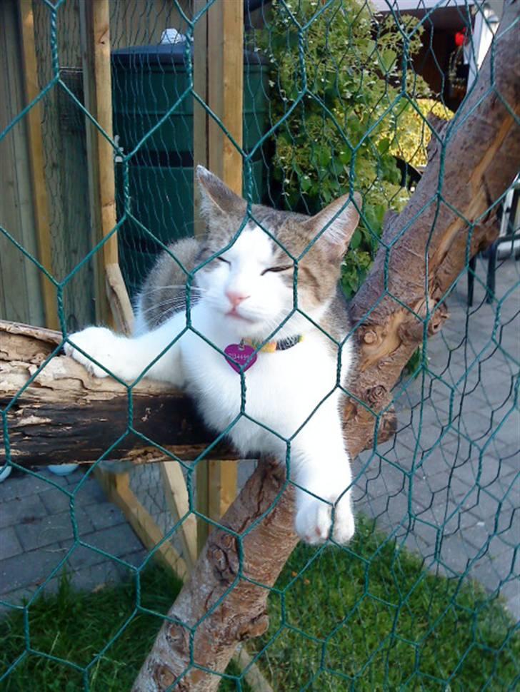 Blanding af racer Bellis billede 6