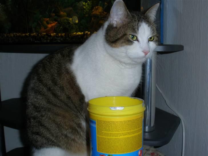 Blanding af racer Bellis billede 7