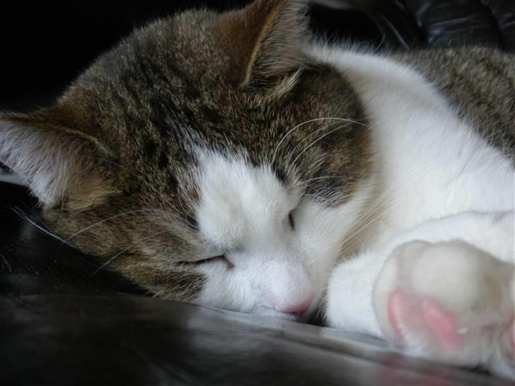 Blanding af racer Bellis billede 8