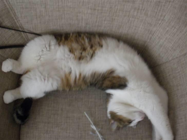 Blanding af racer Bellis billede 9