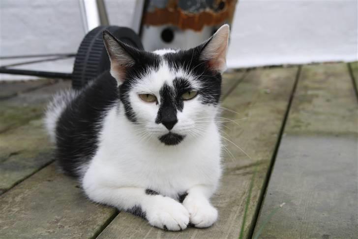 Blanding af racer Komis<3 - Smukke komis udenfor:) billede 7