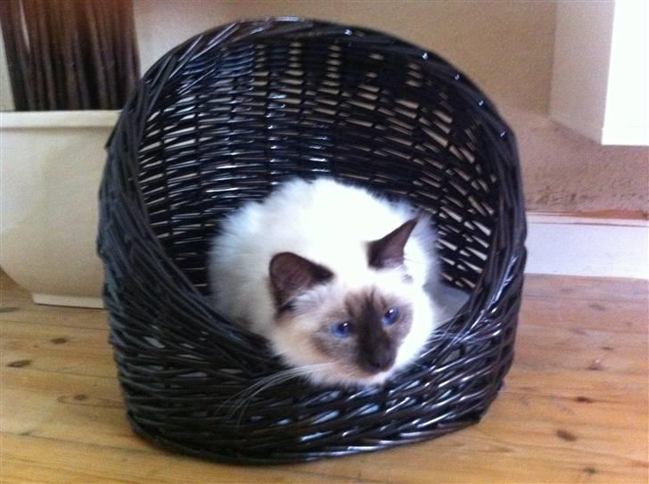 Hellig Birma Kitski billede 10