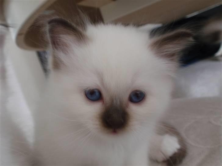 Hellig Birma Kitski billede 11