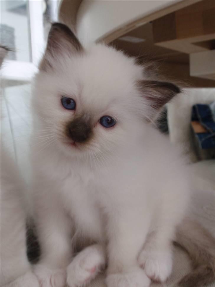 Hellig Birma Kitski billede 12