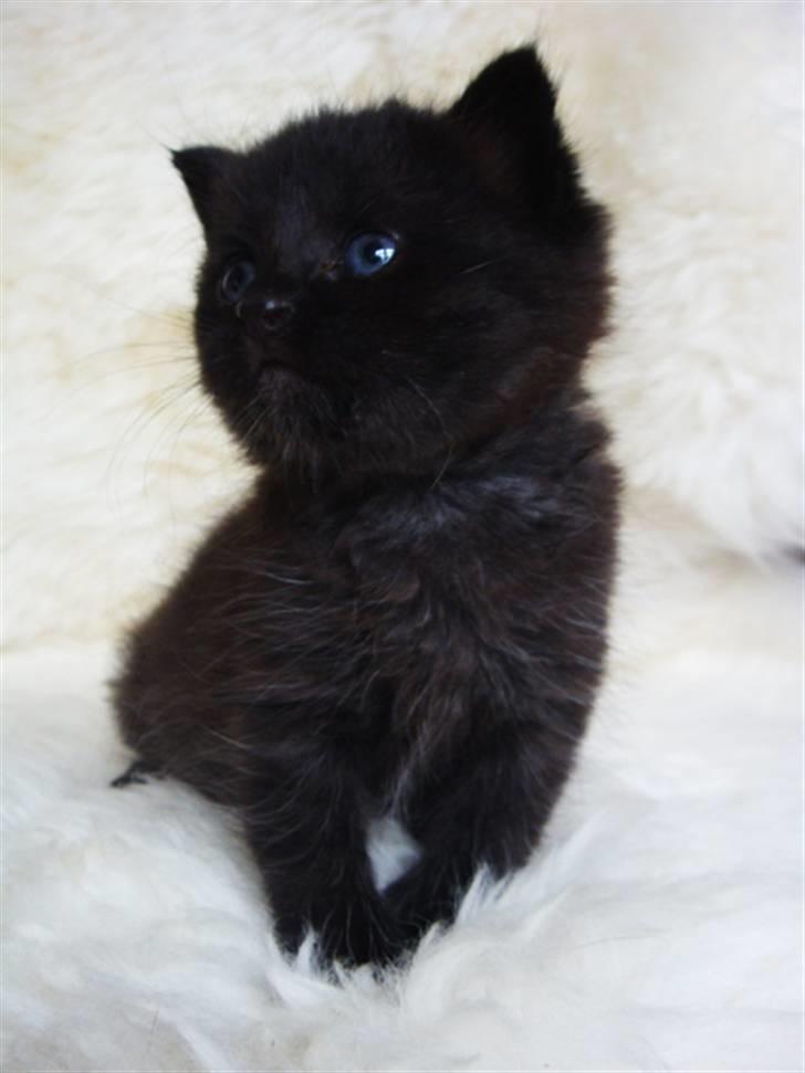 Huskat MEgatron billede 1