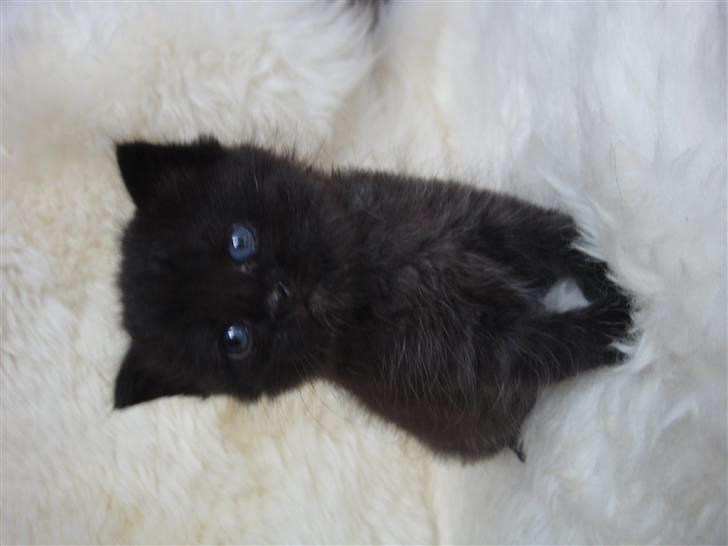 Huskat MEgatron billede 2