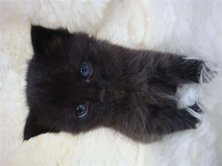 Huskat MEgatron billede 3