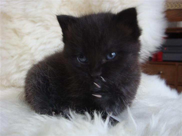 Huskat MEgatron billede 4