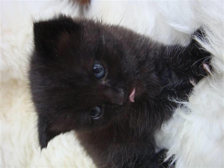 Huskat MEgatron billede 5