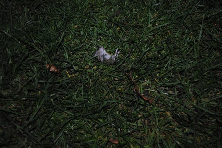 Huskat Guffe billede 6