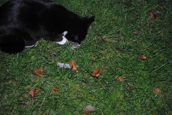 Huskat Guffe billede 7