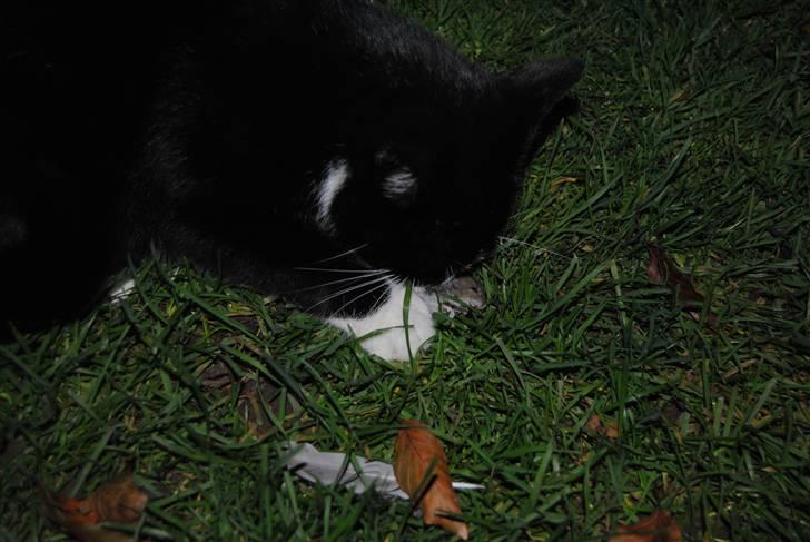 Huskat Guffe billede 8