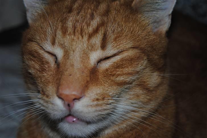 Huskat Fifi billede 6