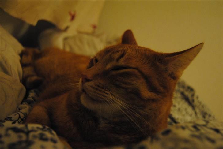 Huskat Fifi billede 7