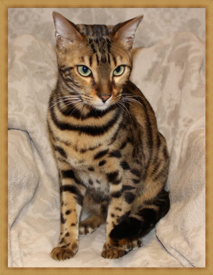 Bengal Tattoo Of Golden Haze billede 10