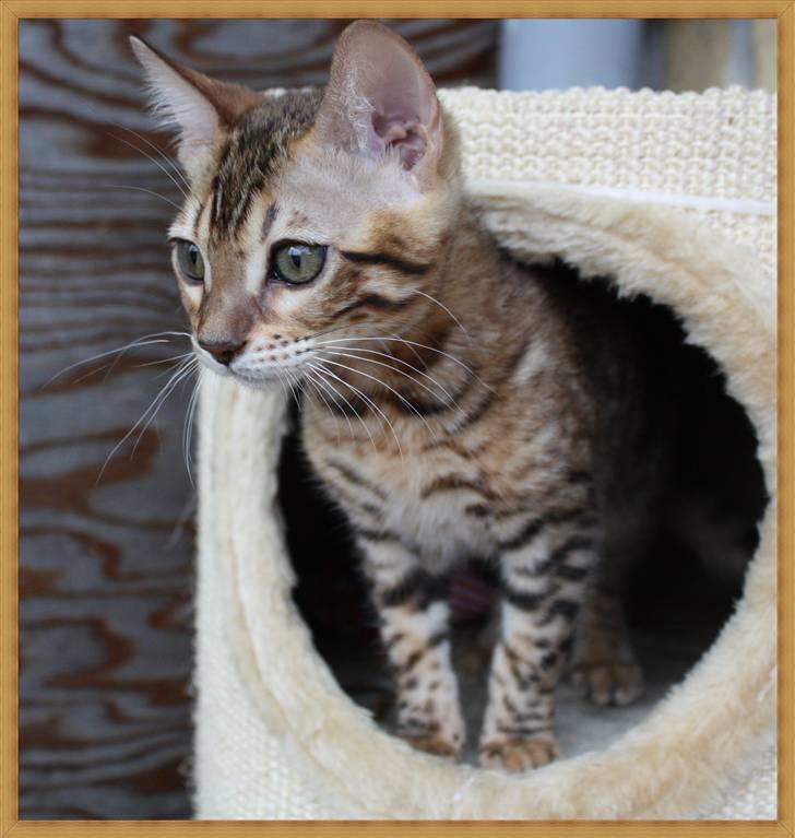 Bengal Gaia Of Golden Haze billede 11