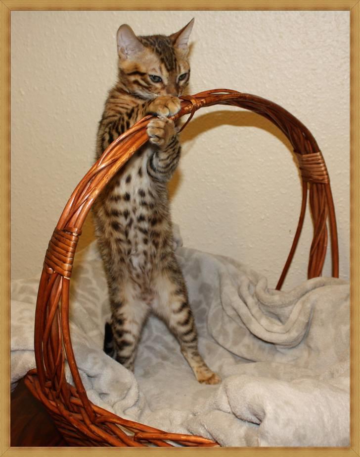 Bengal Gaia Of Golden Haze billede 12