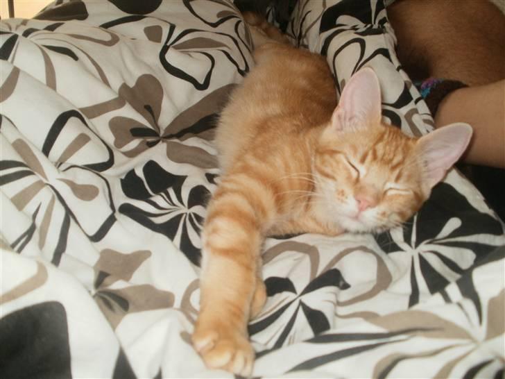 Blanding af racer Mathias - Mathias d./10-10 er ved at blive stor:) billede 9