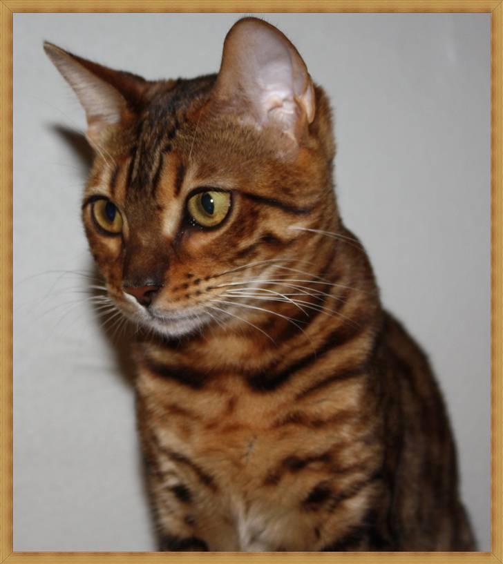 Bengal Gaia Of Golden Haze billede 13