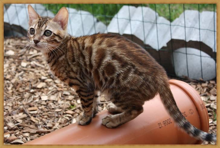 Bengal Gaia Of Golden Haze billede 14