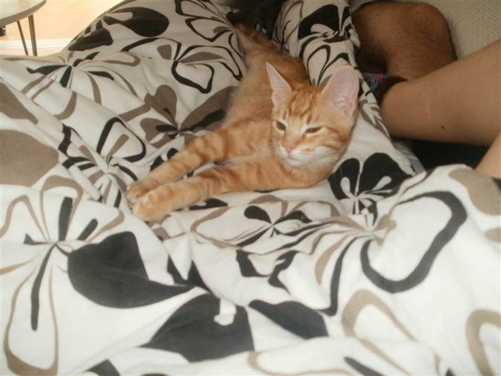 Blanding af racer Mathias billede 10