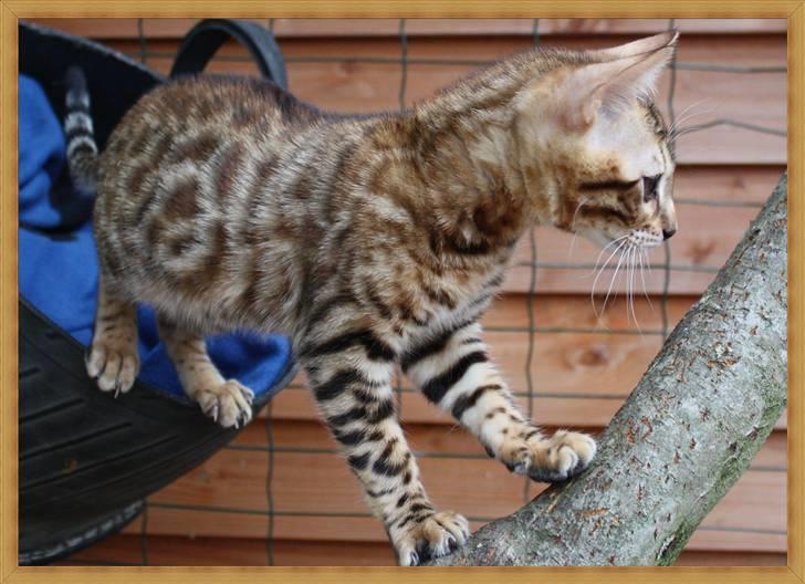 Bengal Gaia Of Golden Haze billede 15