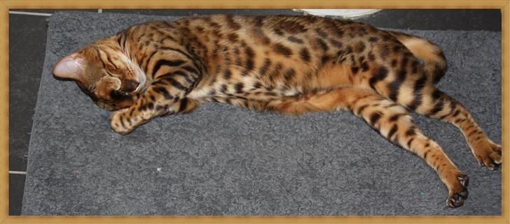 Bengal Gaia Of Golden Haze billede 17