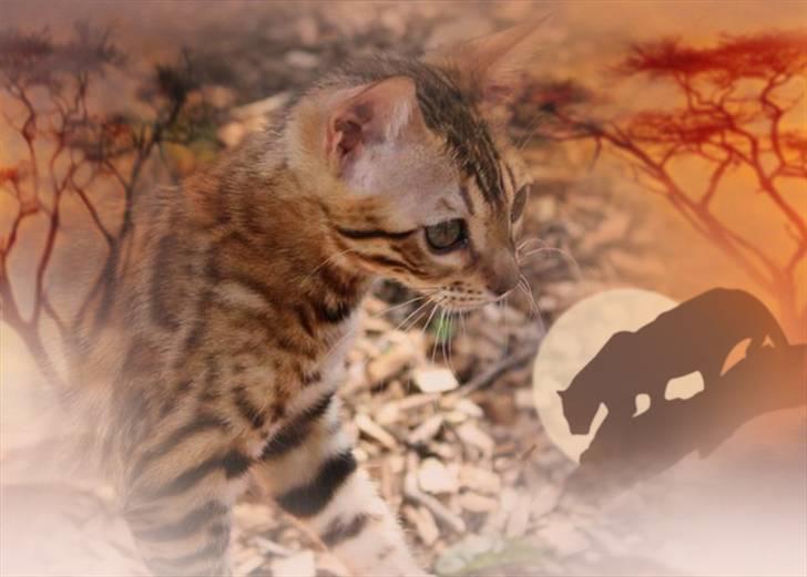 Bengal Gaia Of Golden Haze billede 18