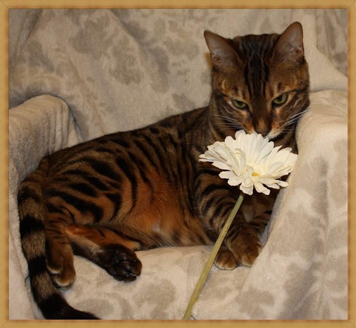 Bengal Danger After Dark billede 14