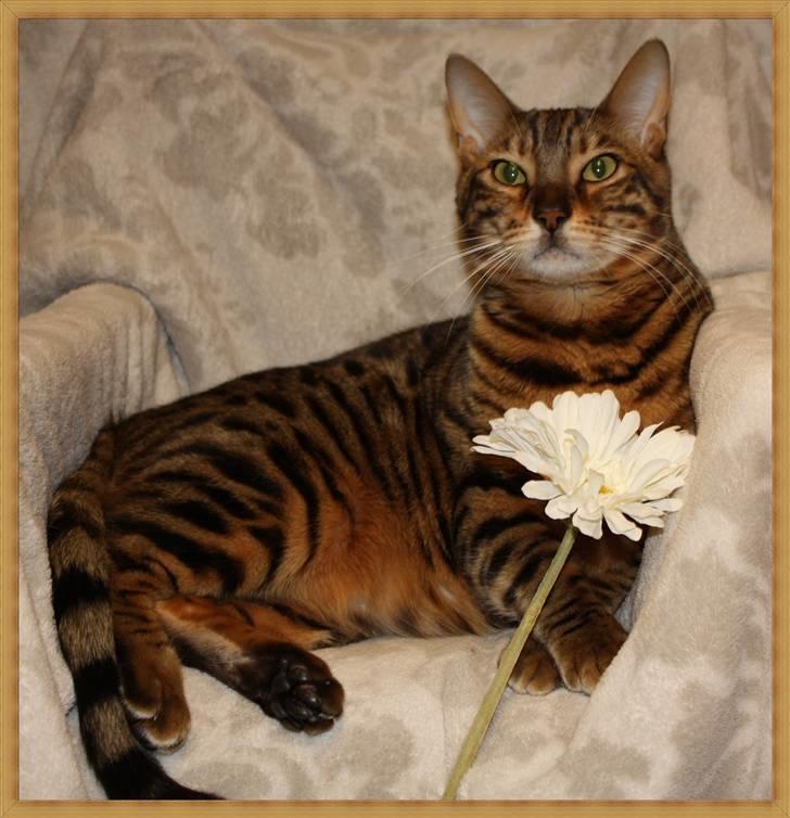 Bengal Danger After Dark billede 15