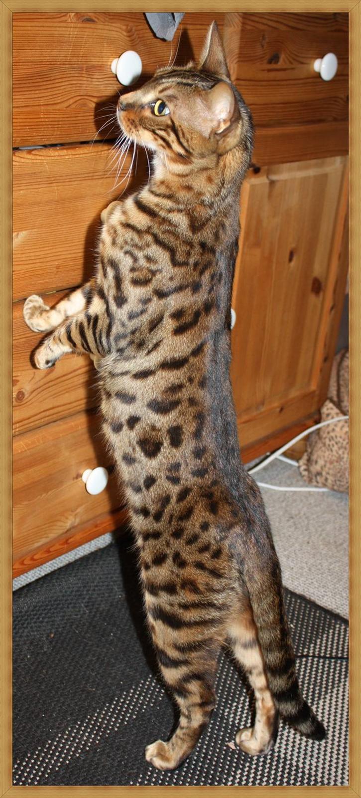 Bengal Danger After Dark billede 16