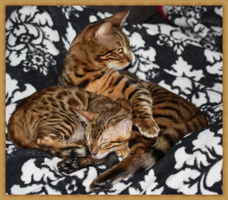 Bengal Danger After Dark billede 17