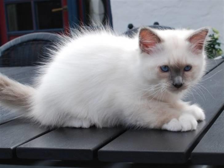 Hellig Birma Kiwi billede 1