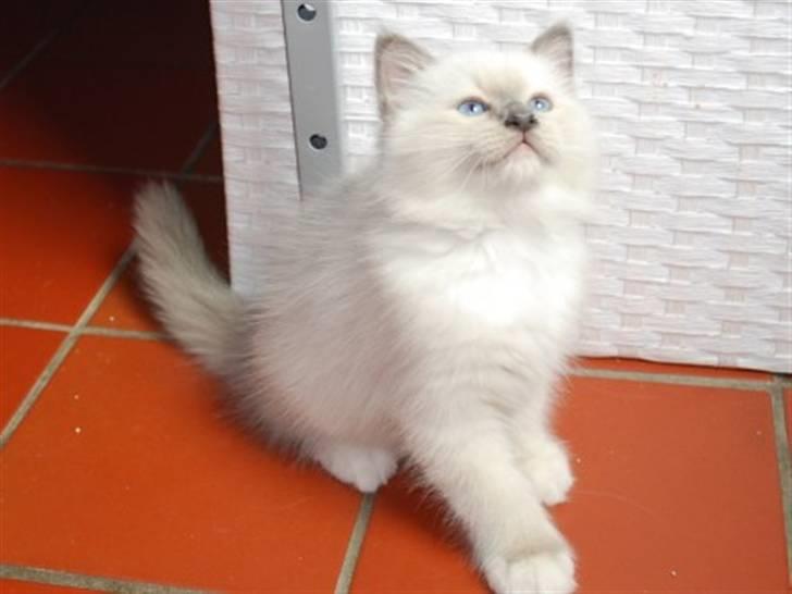 Hellig Birma Kiwi billede 2