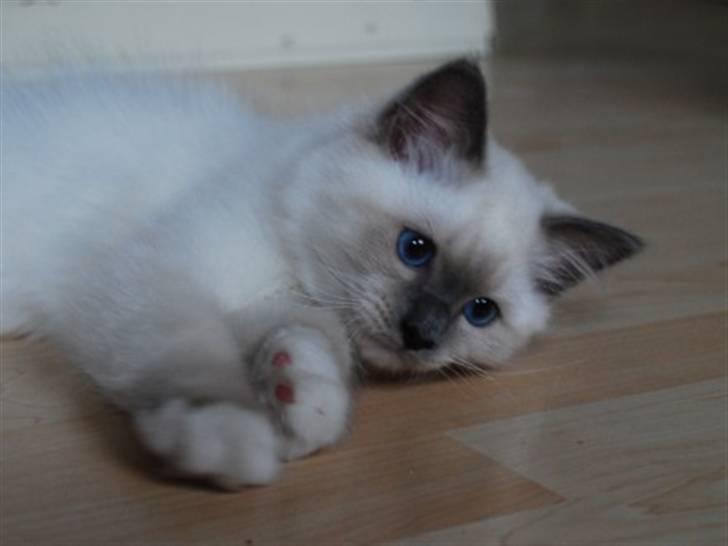 Hellig Birma Kiwi billede 3