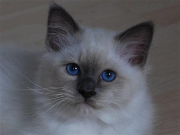 Hellig Birma Kiwi billede 4