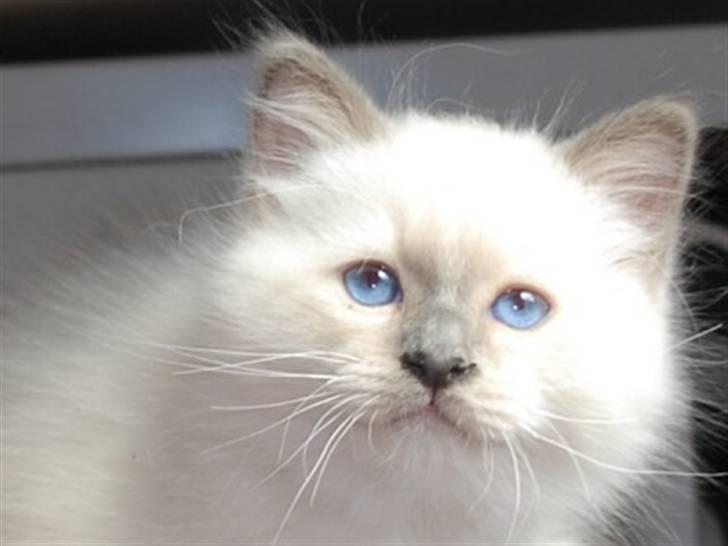 Hellig Birma Kiwi billede 5