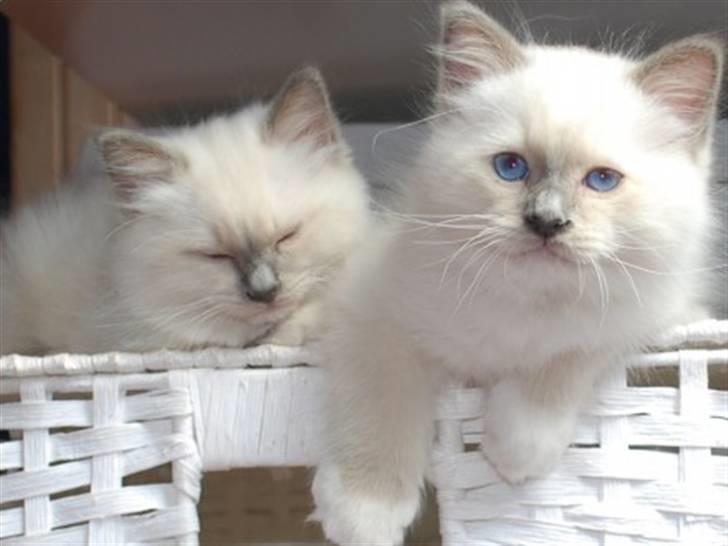 Hellig Birma Kiwi billede 6