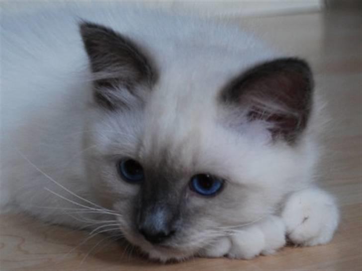 Hellig Birma Kiwi billede 7