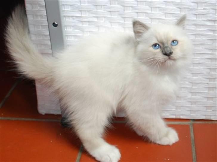 Hellig Birma Kiwi billede 9