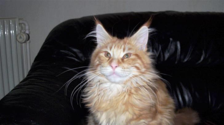 Maine Coon Dk. CaemsoCoon's Buddy Ho - 05-12-2010 billede 1