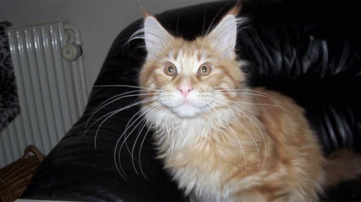 Maine Coon Dk. CaemsoCoon's Buddy Ho - 05-12-2010 billede 3
