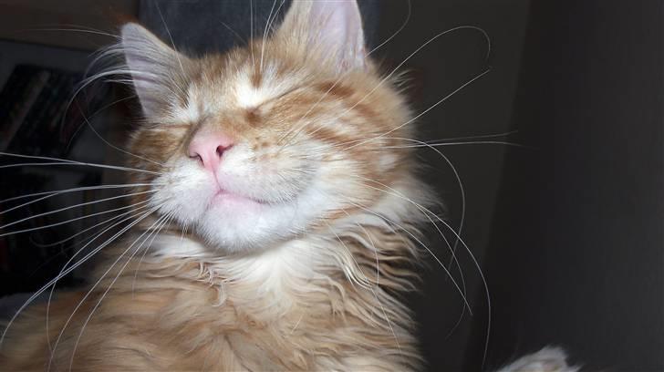 Maine Coon Dk. CaemsoCoon's Buddy Ho - 05-12-2010 billede 4