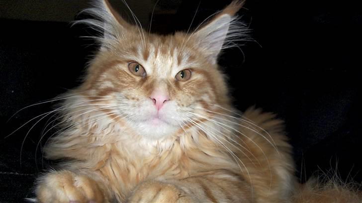 Maine Coon Dk. CaemsoCoon's Buddy Ho - 26-12-2010 billede 5