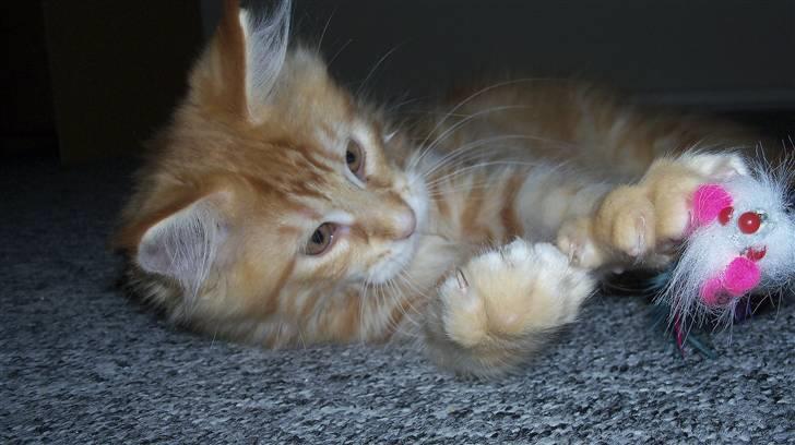 Maine Coon Dk. CaemsoCoon's Buddy Ho billede 6