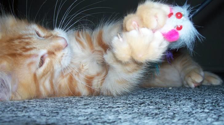 Maine Coon Dk. CaemsoCoon's Buddy Ho - HAPS! billede 7