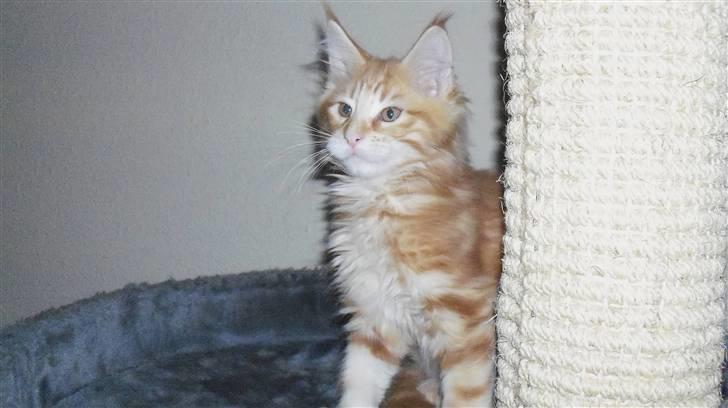 Maine Coon Dk. CaemsoCoon's Buddy Ho billede 8