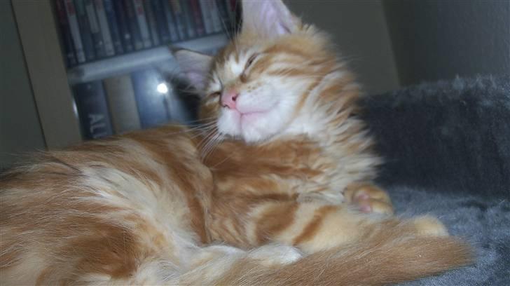 Maine Coon Dk. CaemsoCoon's Buddy Ho billede 9